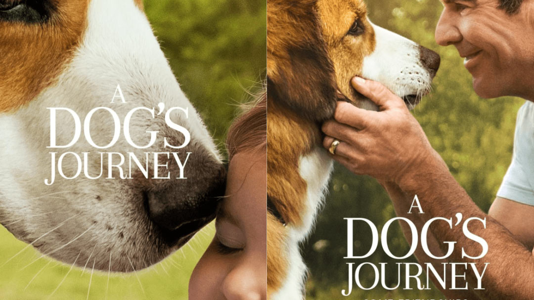 A dogs journey